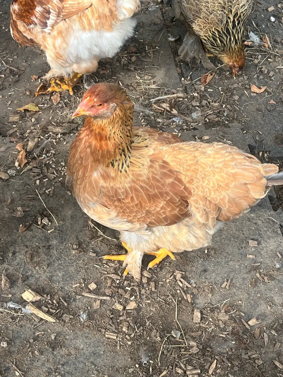 Brahma pair x3 - Image 2