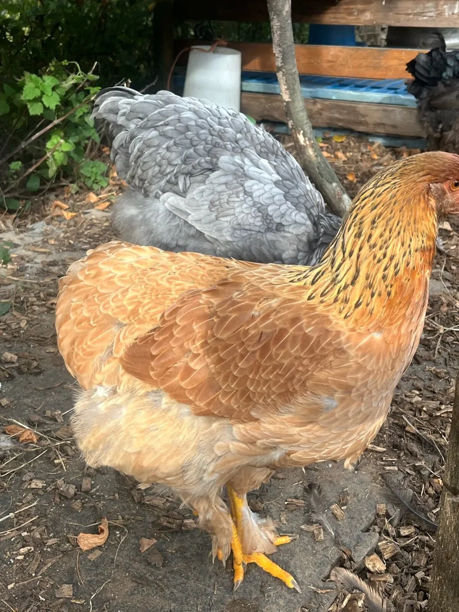Brahma pair x3 - Image 3
