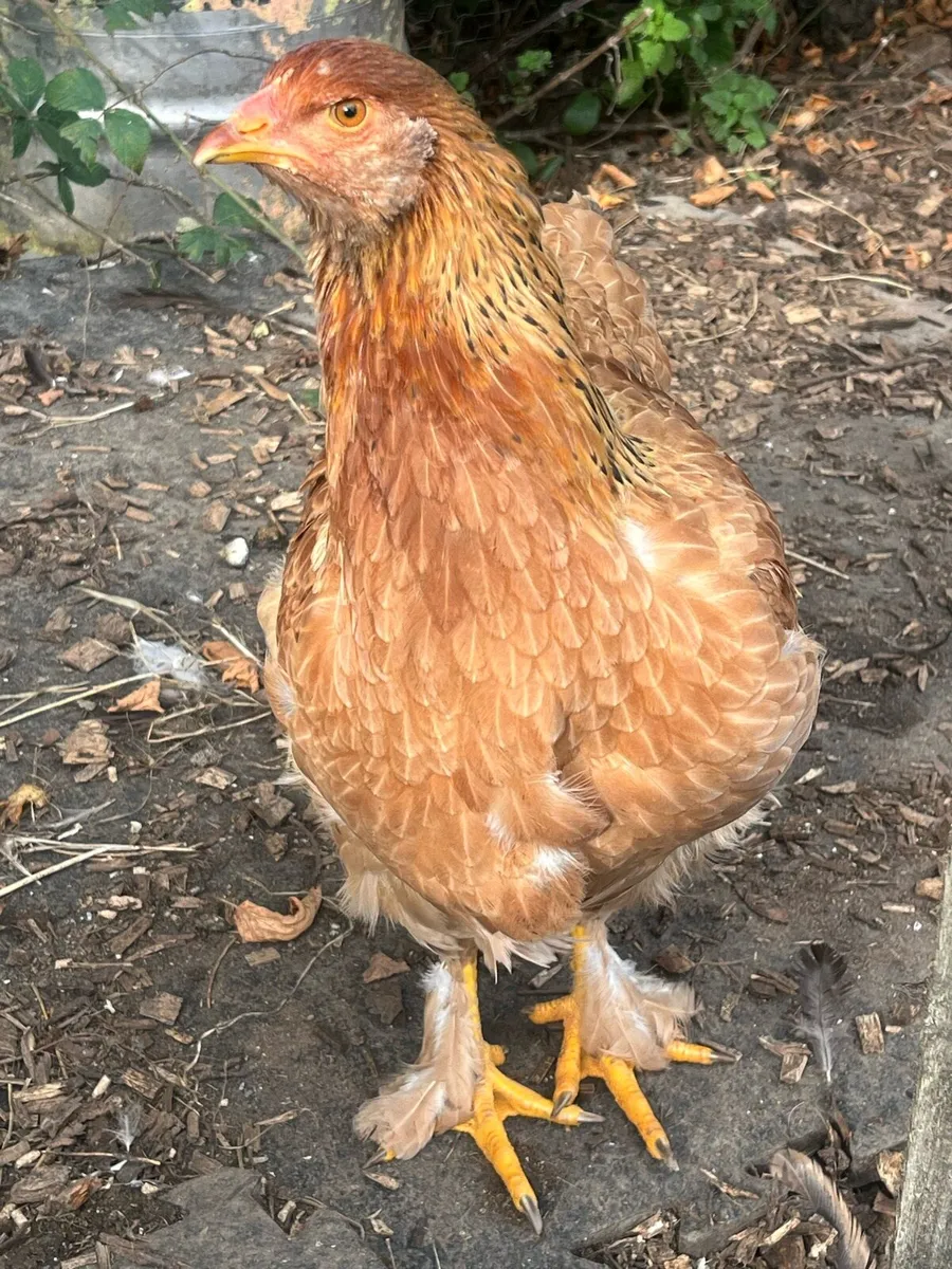 Brahma pair x3 - Image 4