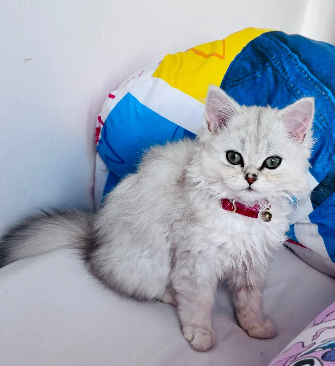 Persian chinchilla cat - Image 1