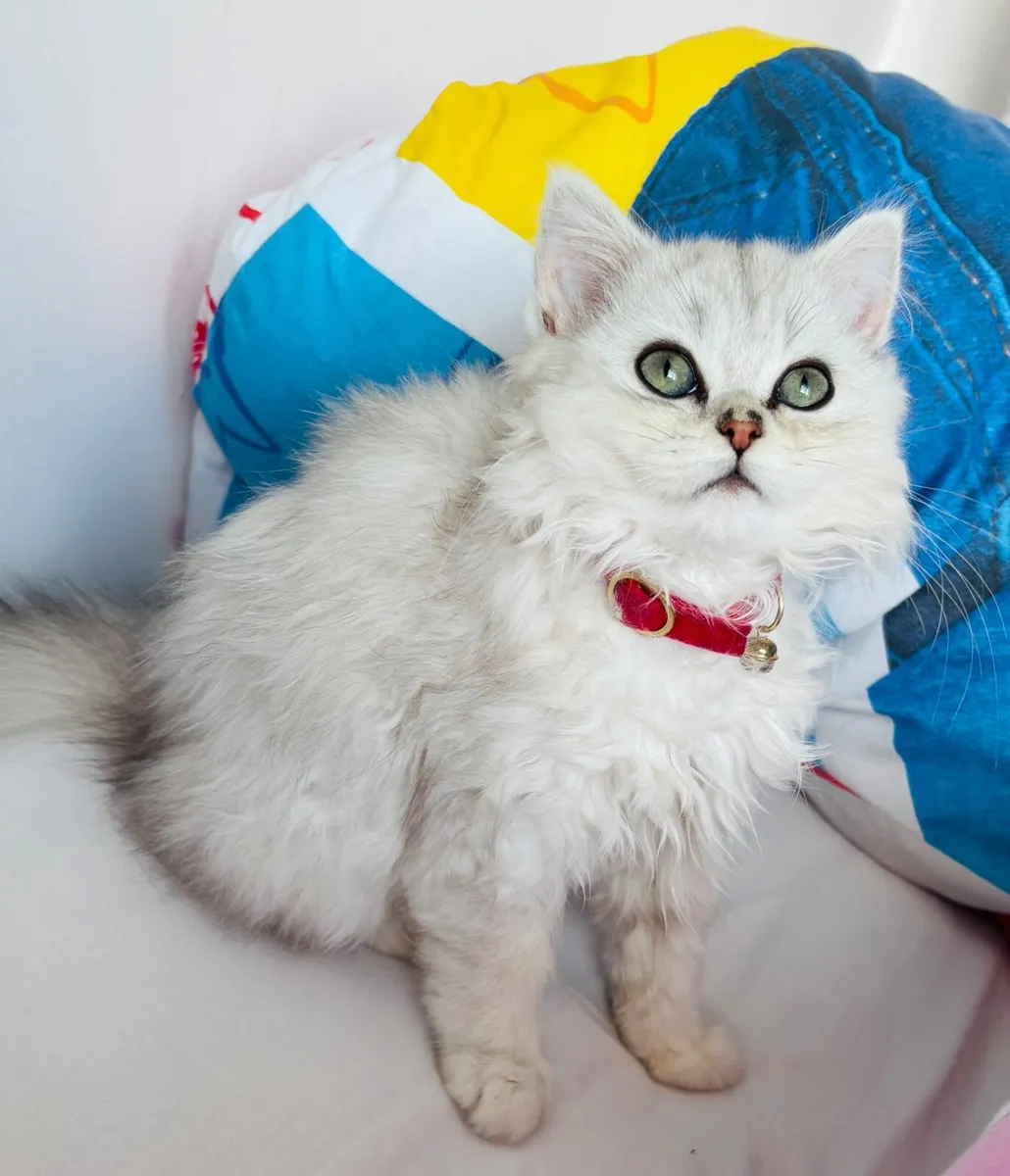 Persian chinchilla cat - Image 2