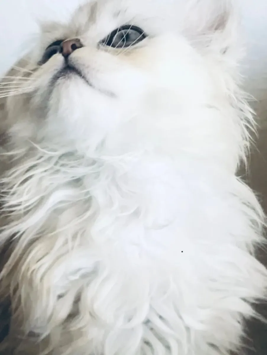 Persian chinchilla cat - Image 3