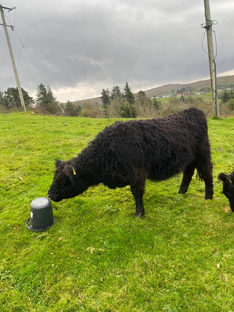 Galloway heifers - Image 1