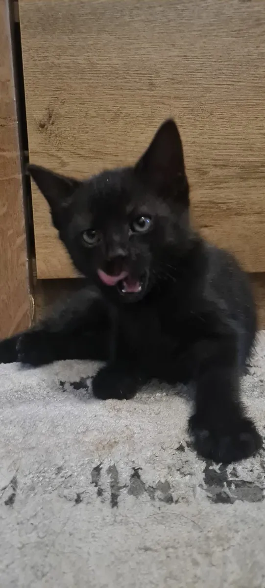 Kittens - Image 2