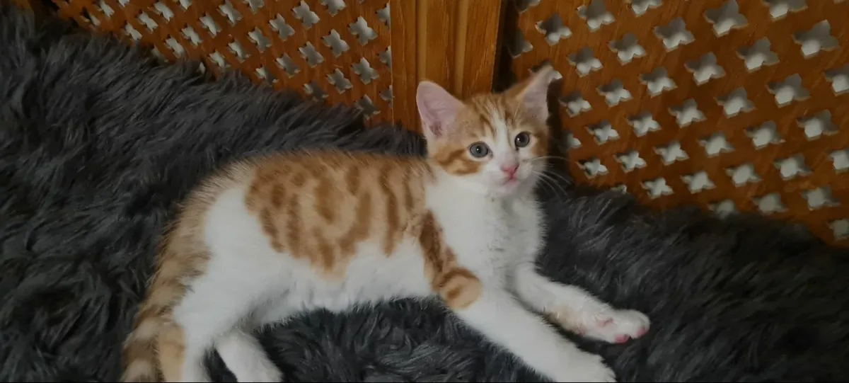 Kittens - Image 3