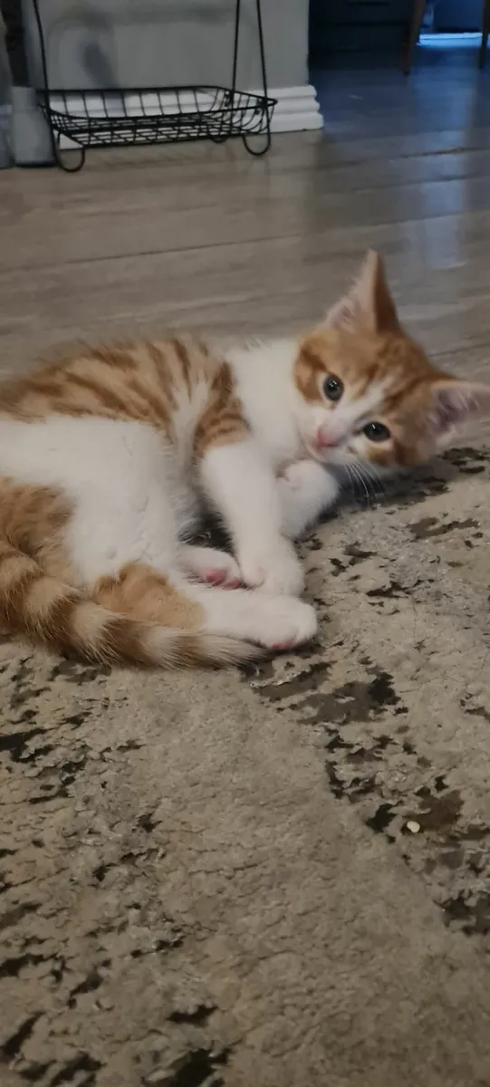 Kittens - Image 4