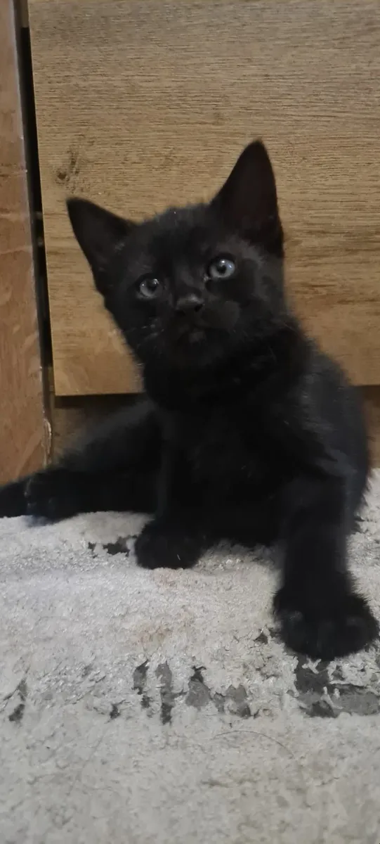 Kittens - Image 1