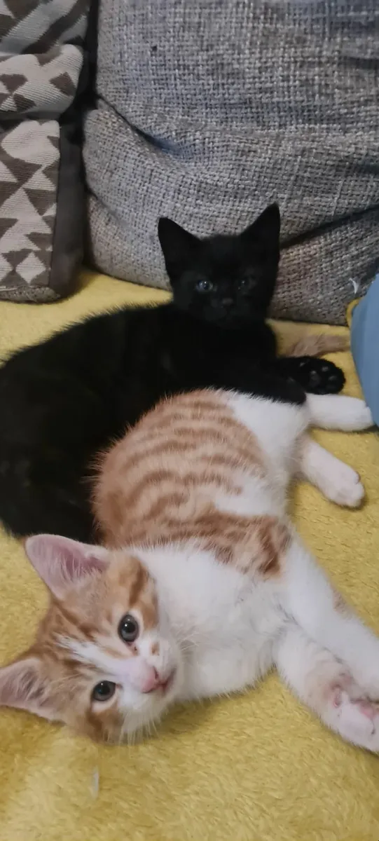 Kittens - Image 1