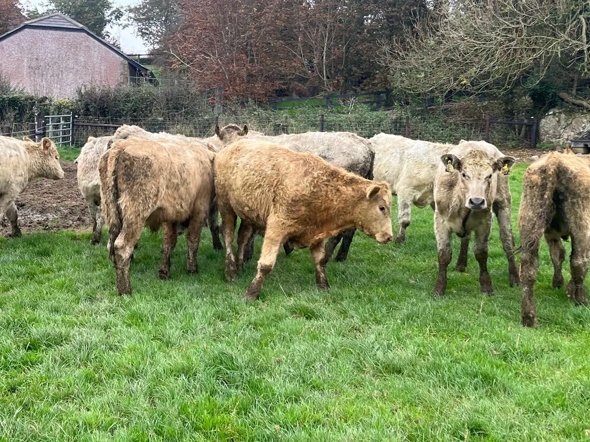 Charlaois 17 months  old charlaois bullocks - Image 1