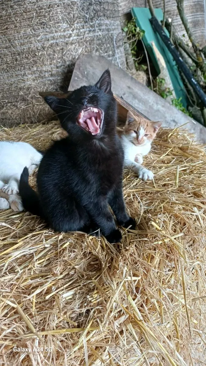 Three Kittens for sale - Image 1
