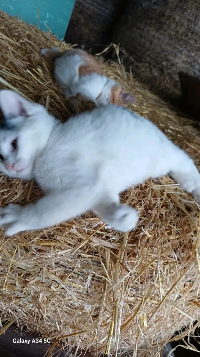 Three Kittens for sale - Image 2
