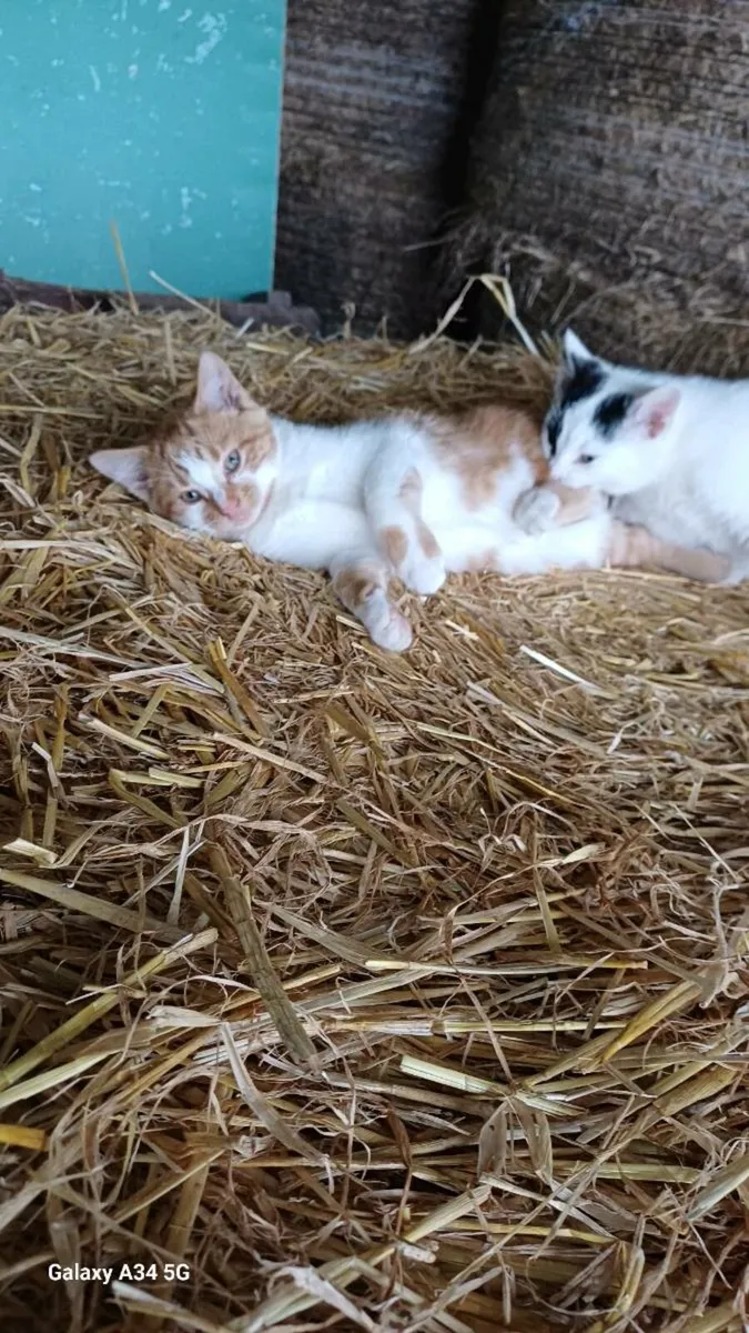 Three Kittens for sale - Image 3