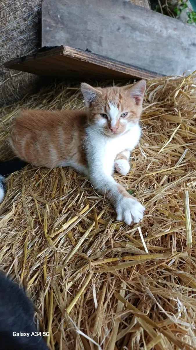 Three Kittens for sale - Image 4