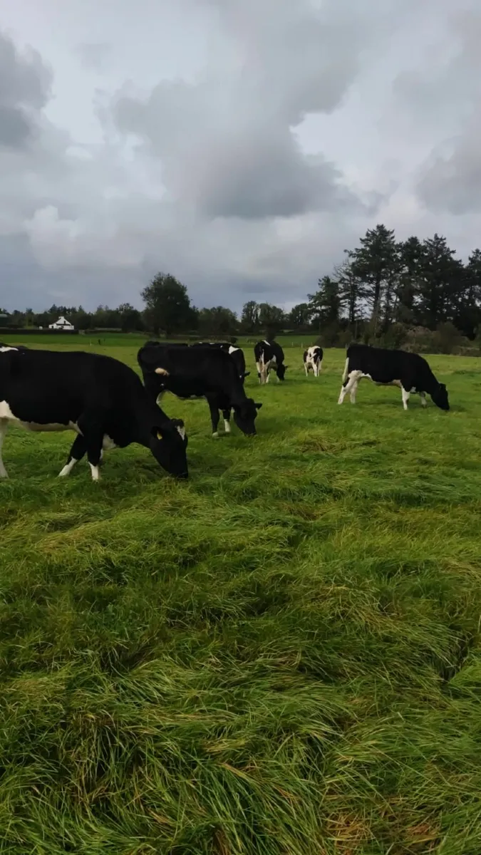 pedigree registered fresin heifers - Image 1