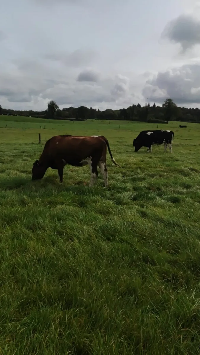 pedigree registered fresin heifers - Image 2