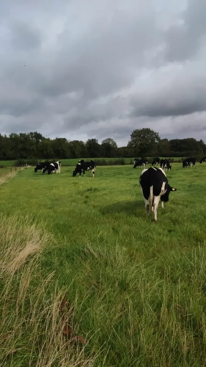 pedigree registered fresin heifers - Image 3