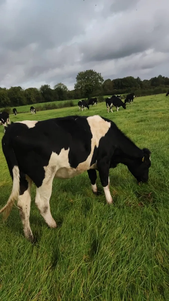 pedigree registered fresin heifers - Image 4