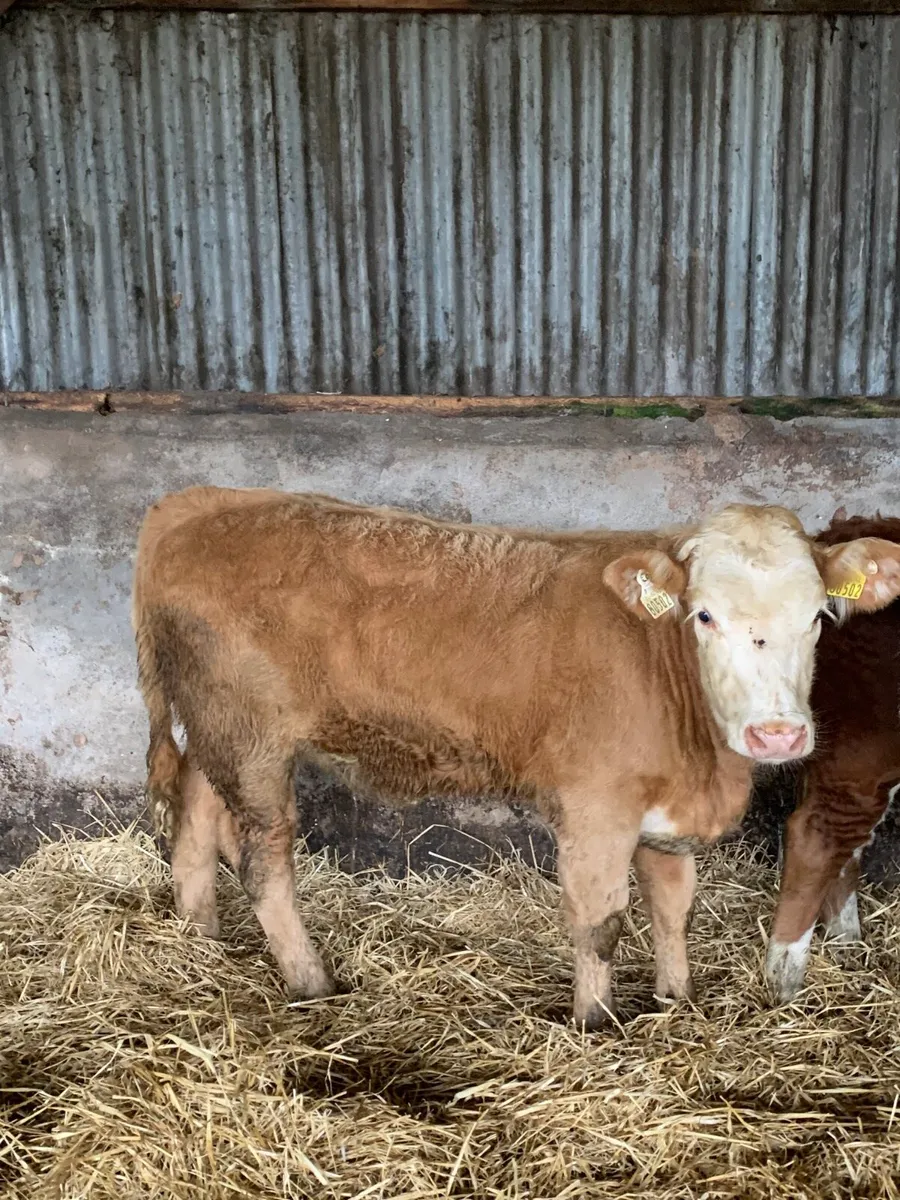 3 Lovely Quality LMX and Chx heifers  for sale - Image 4