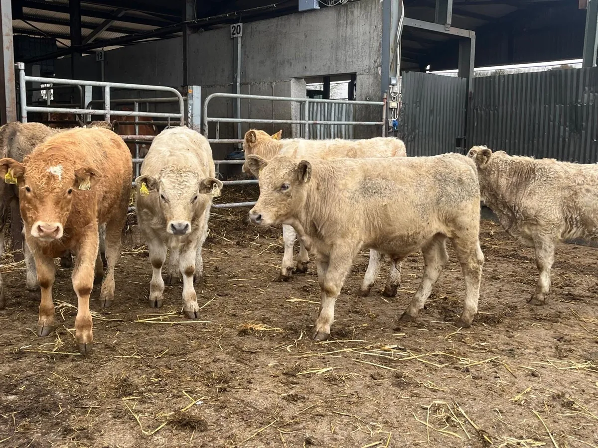 6 super  charlaois bull  weanlings - Image 1