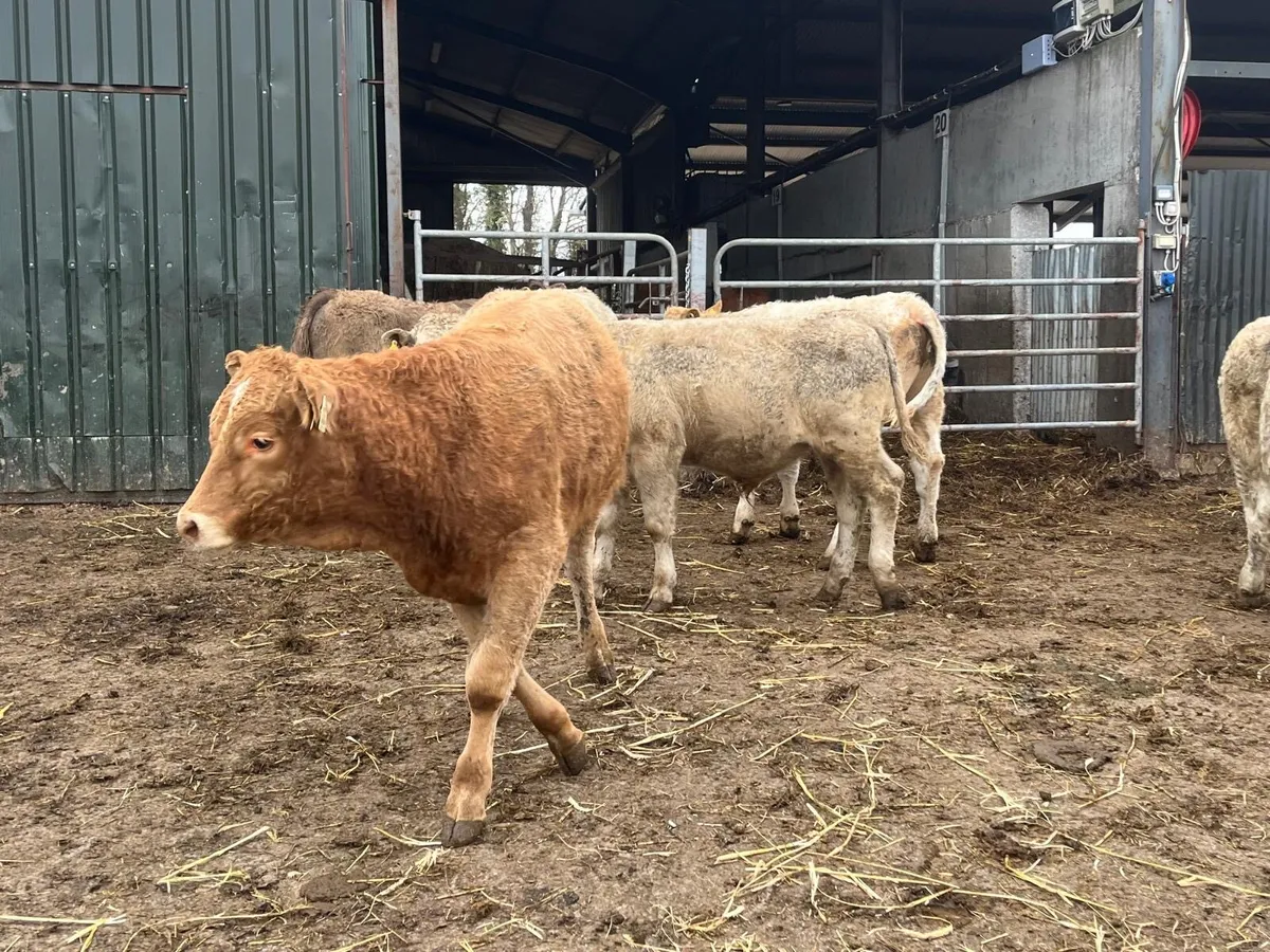 6 super  charlaois bull  weanlings - Image 2