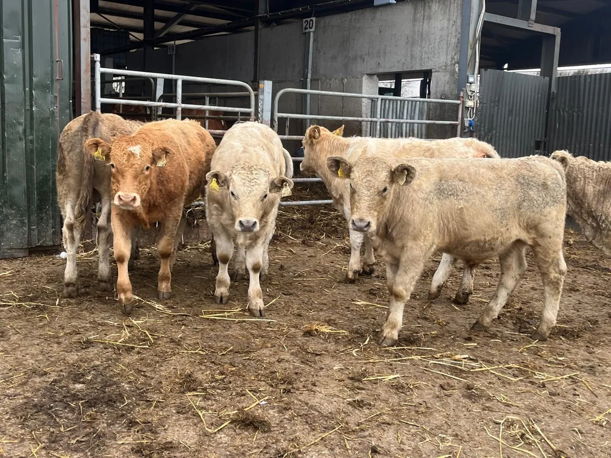 6 super  charlaois bull  weanlings - Image 3