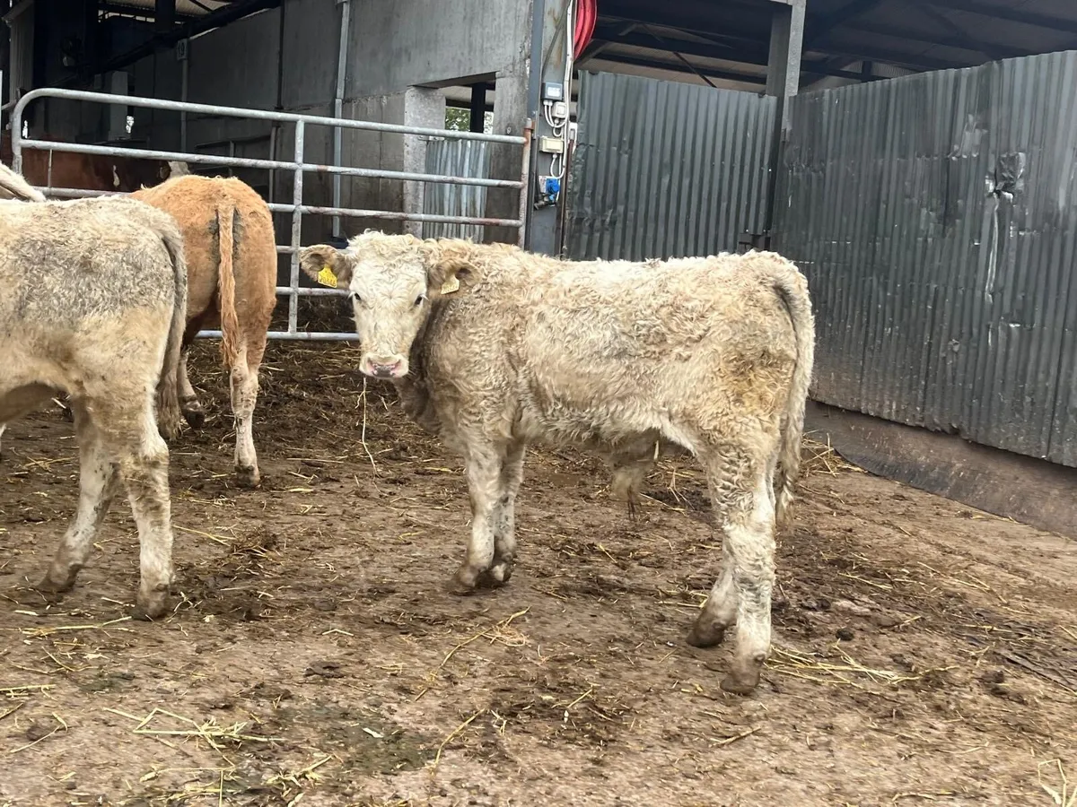 6 super  charlaois bull  weanlings - Image 4