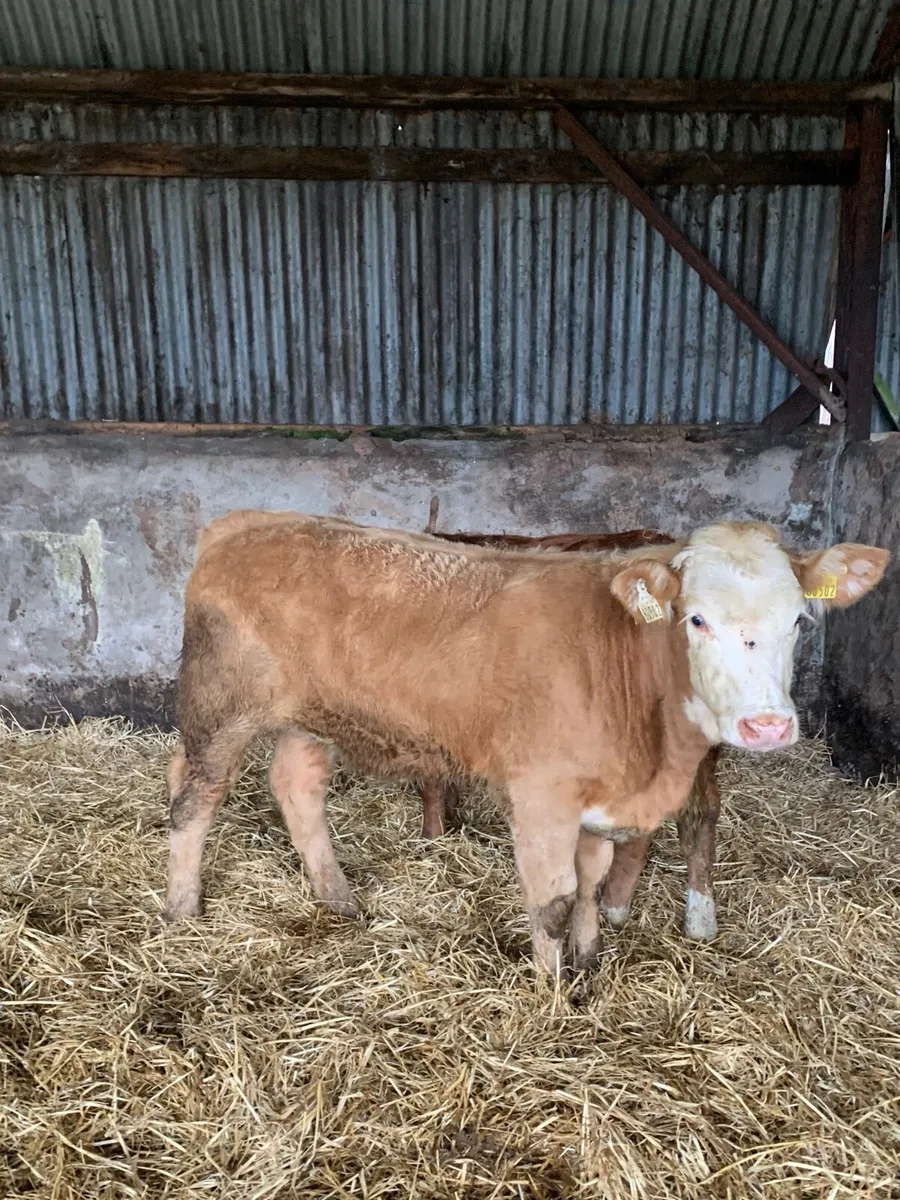 3 Lovely Quality LMX and Chx heifers  for sale - Image 3
