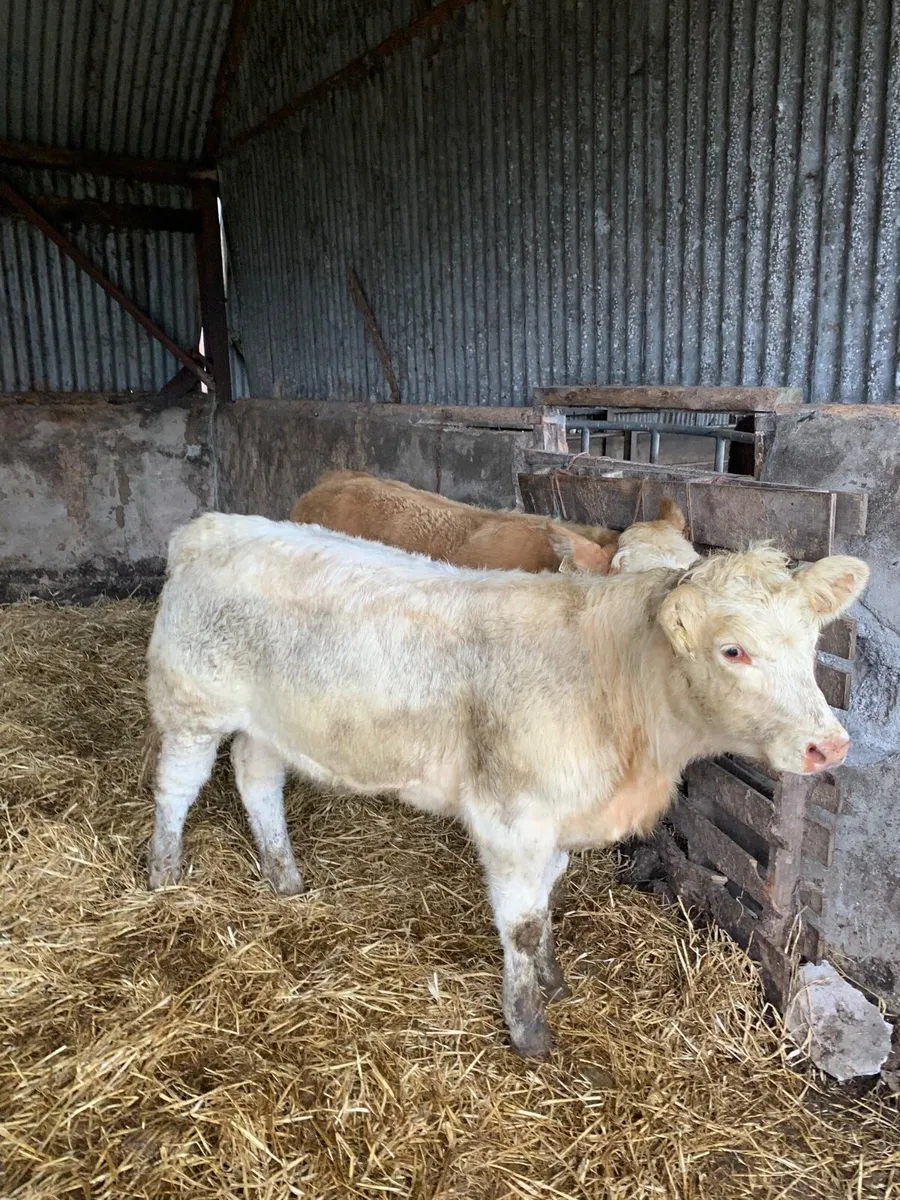 3 Lovely Quality LMX and Chx heifers  for sale - Image 2