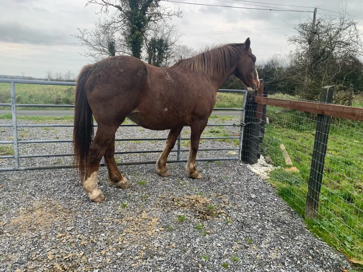 RID Premier brood mare.