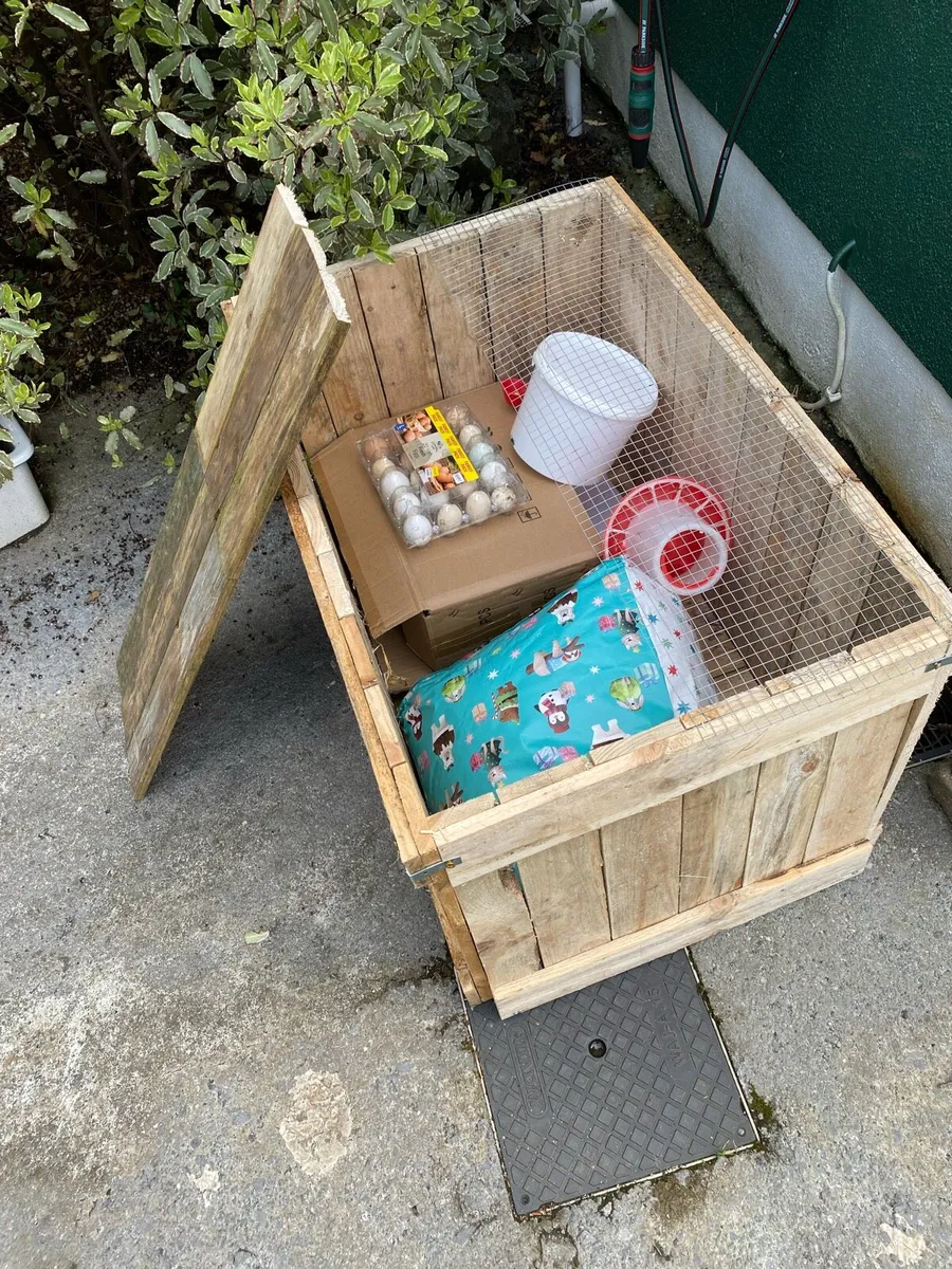 Who wants chicks to hatch Christmas Day? - Image 1