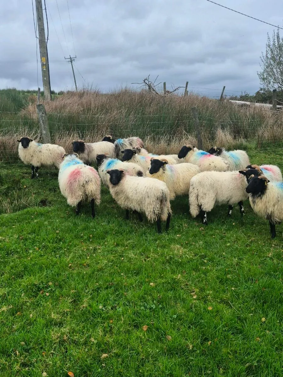 Ewe lambs - Image 2