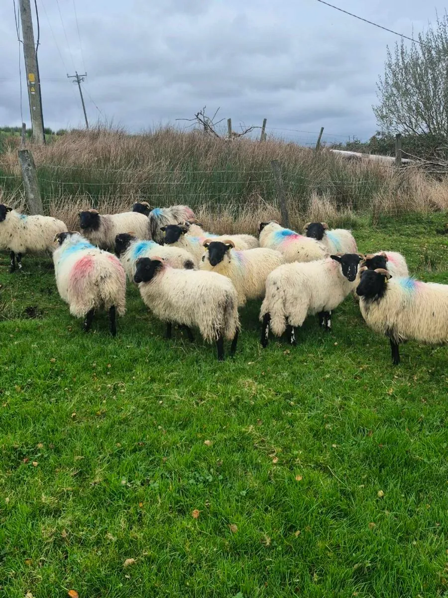 Ewe lambs - Image 3