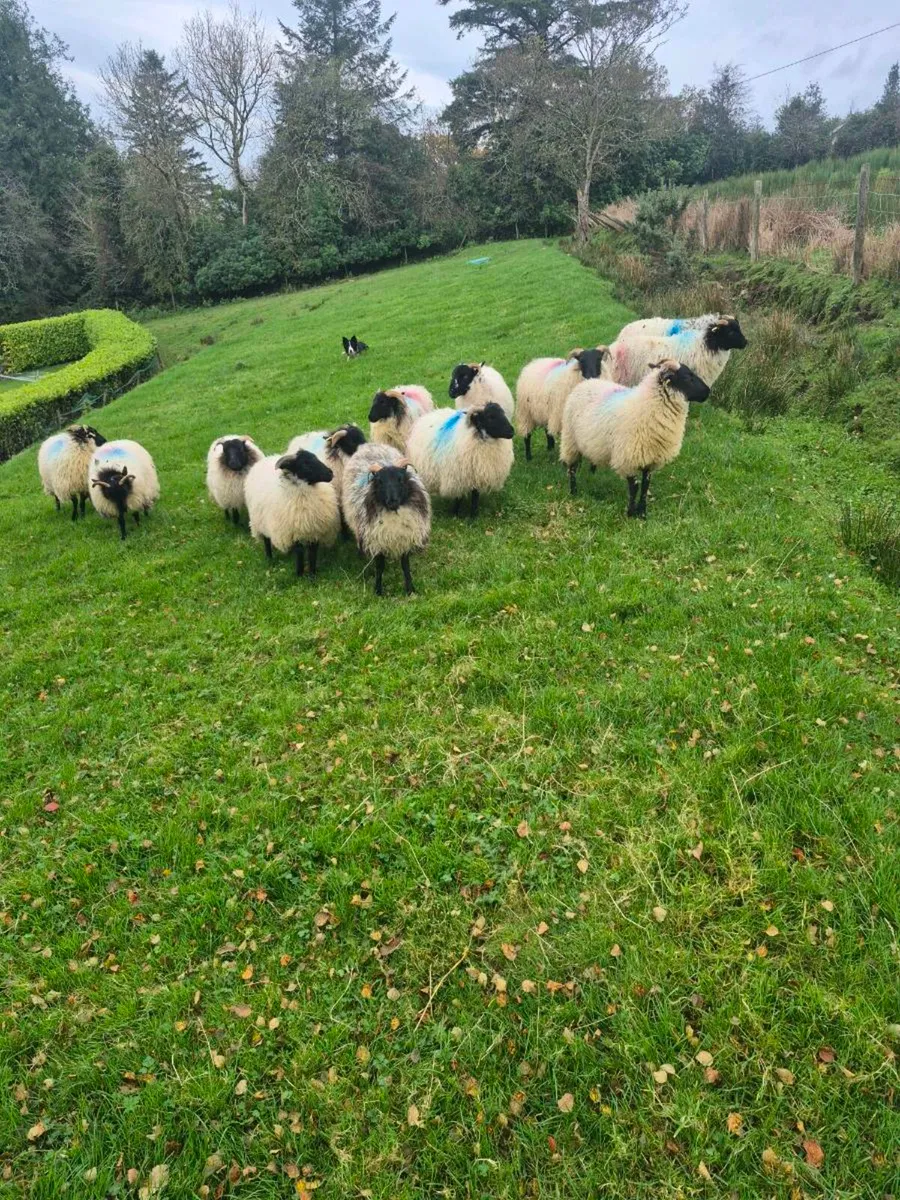 Ewe lambs - Image 1