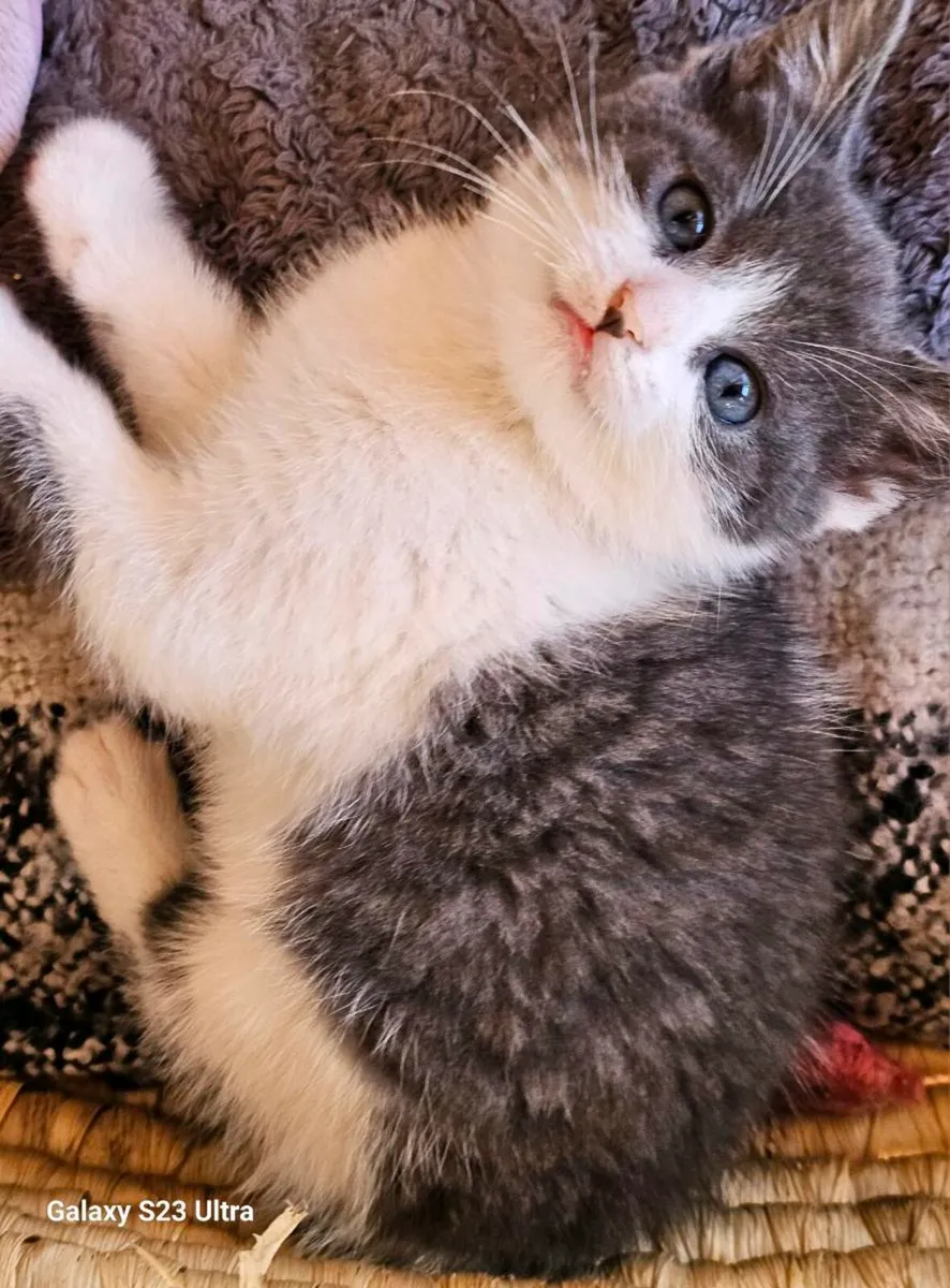 Kittens - Image 3