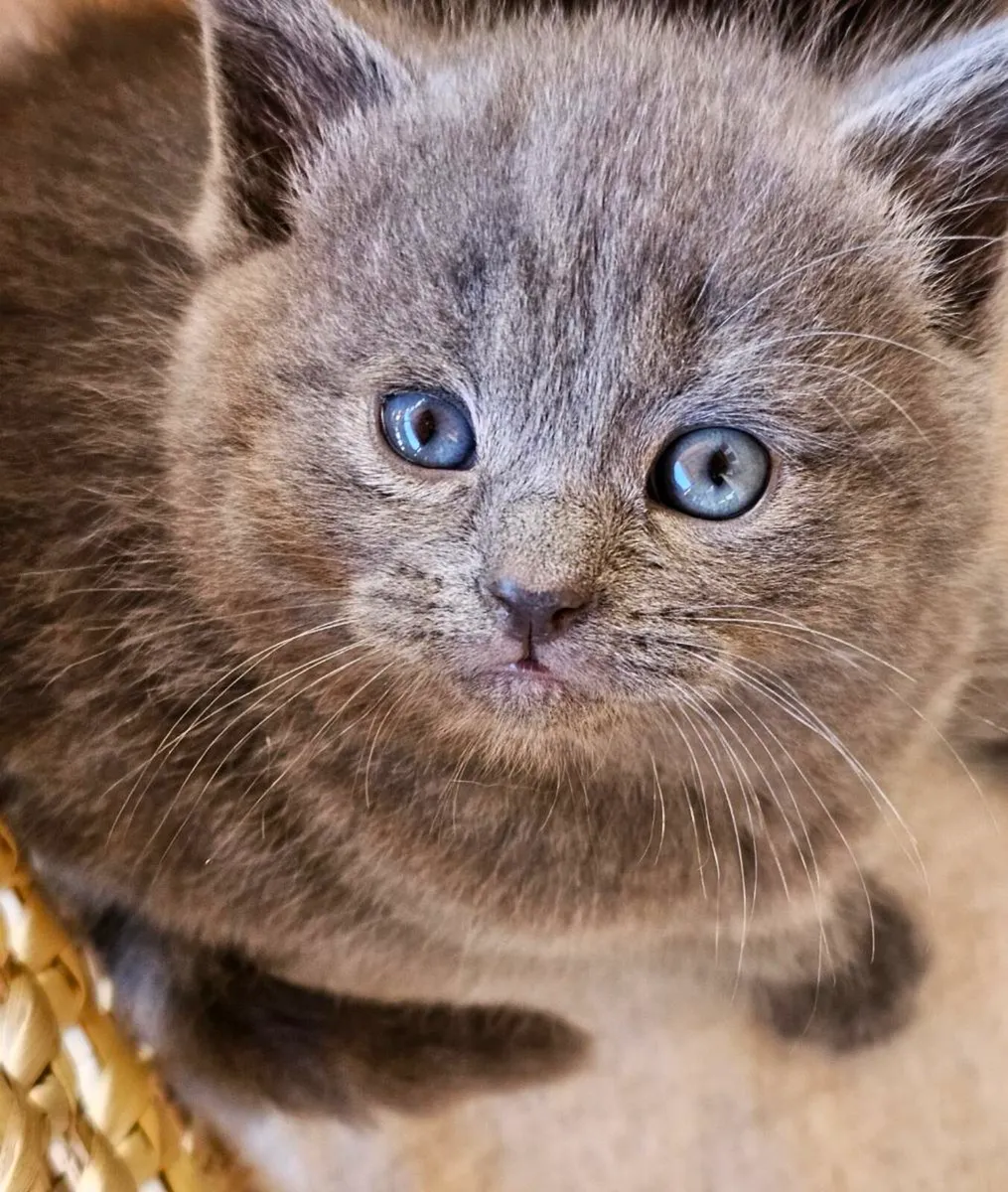 Kittens - Image 4