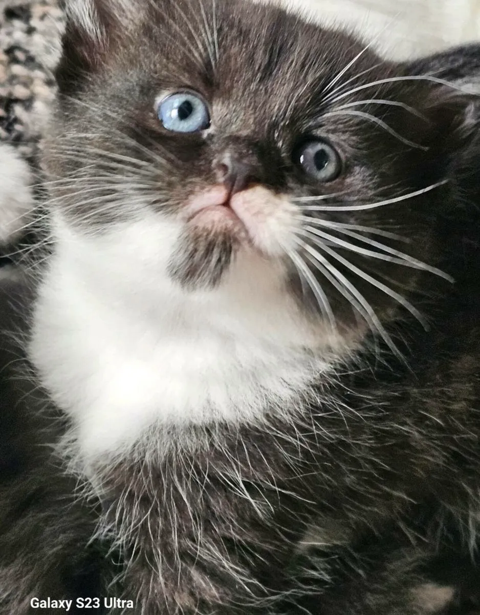 Kittens - Image 1