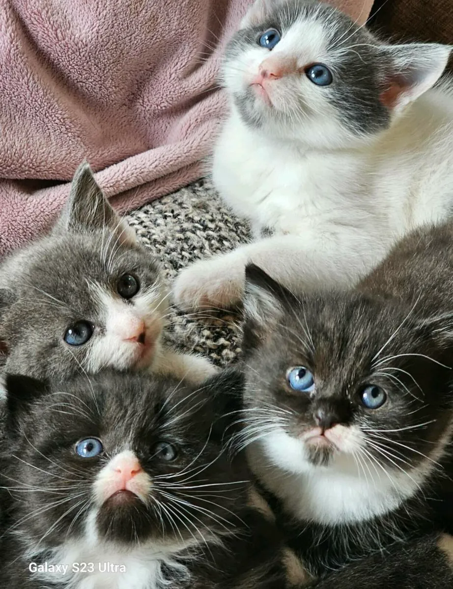 Kittens - Image 2