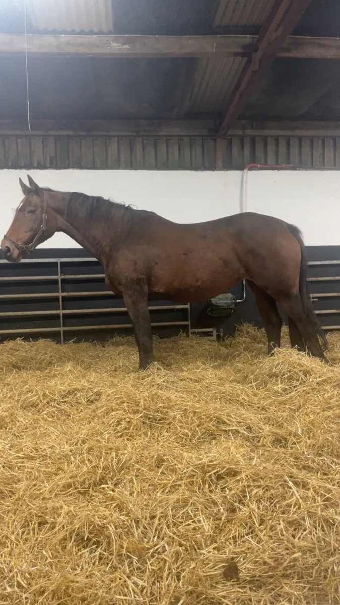 Half bred mare - Image 1