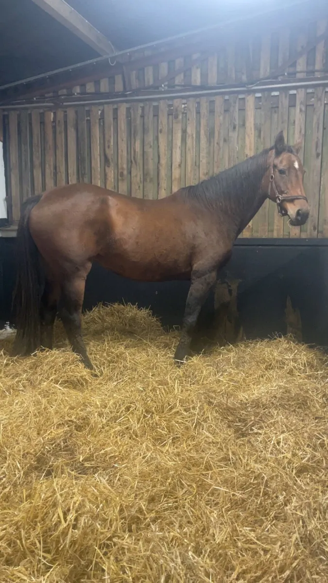 Half bred mare - Image 2