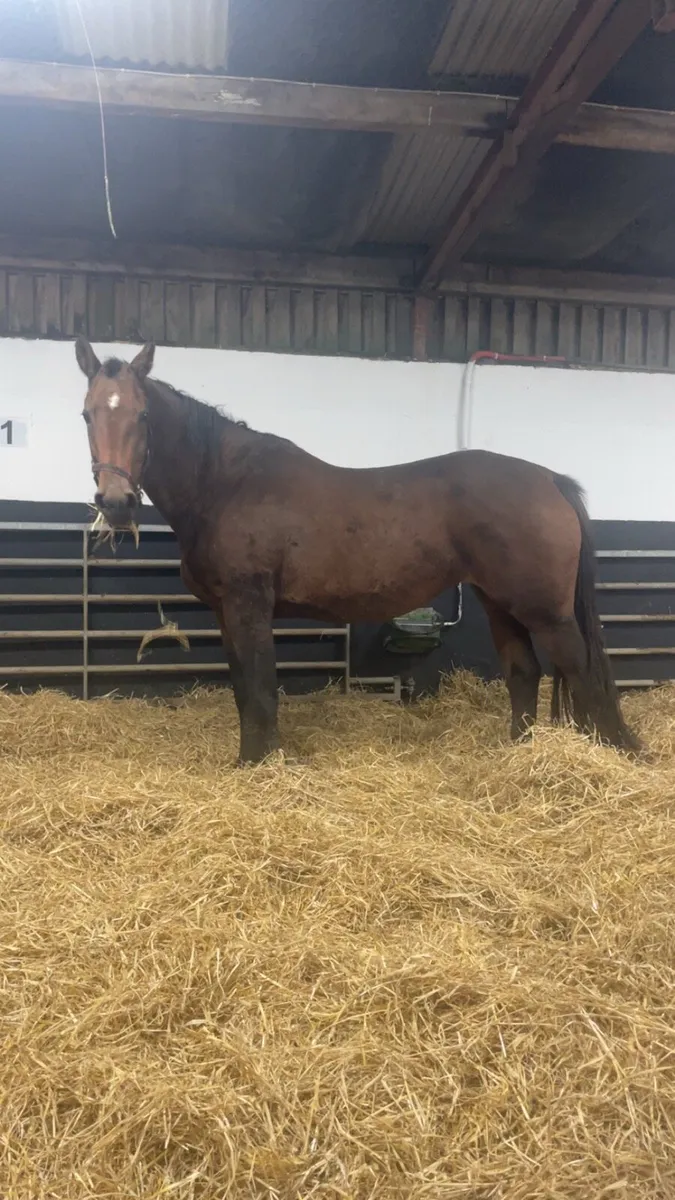 Half bred mare - Image 3