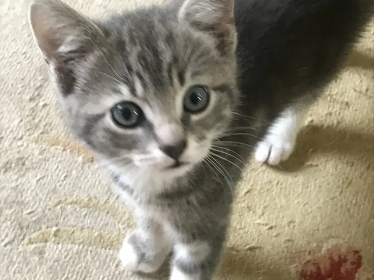 Super cute British shorthair Kittens! - Image 3