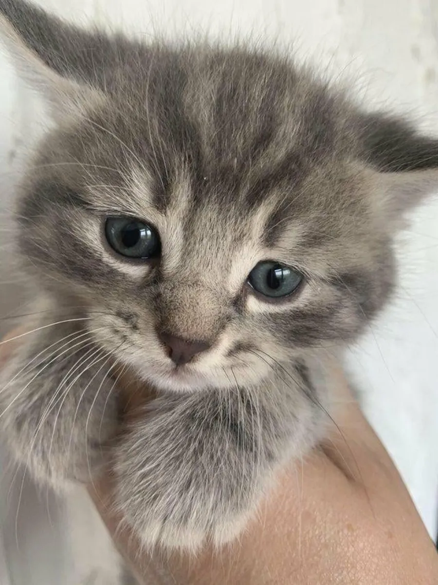 Super cute British shorthair Kittens! - Image 2