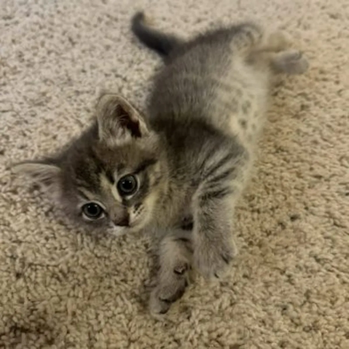 Super cute British shorthair Kittens! - Image 1
