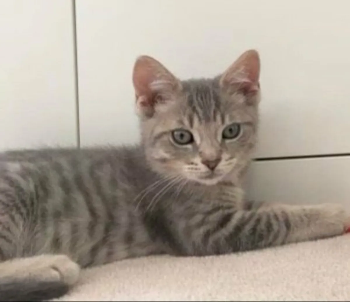 Super cute British shorthair Kittens! - Image 4