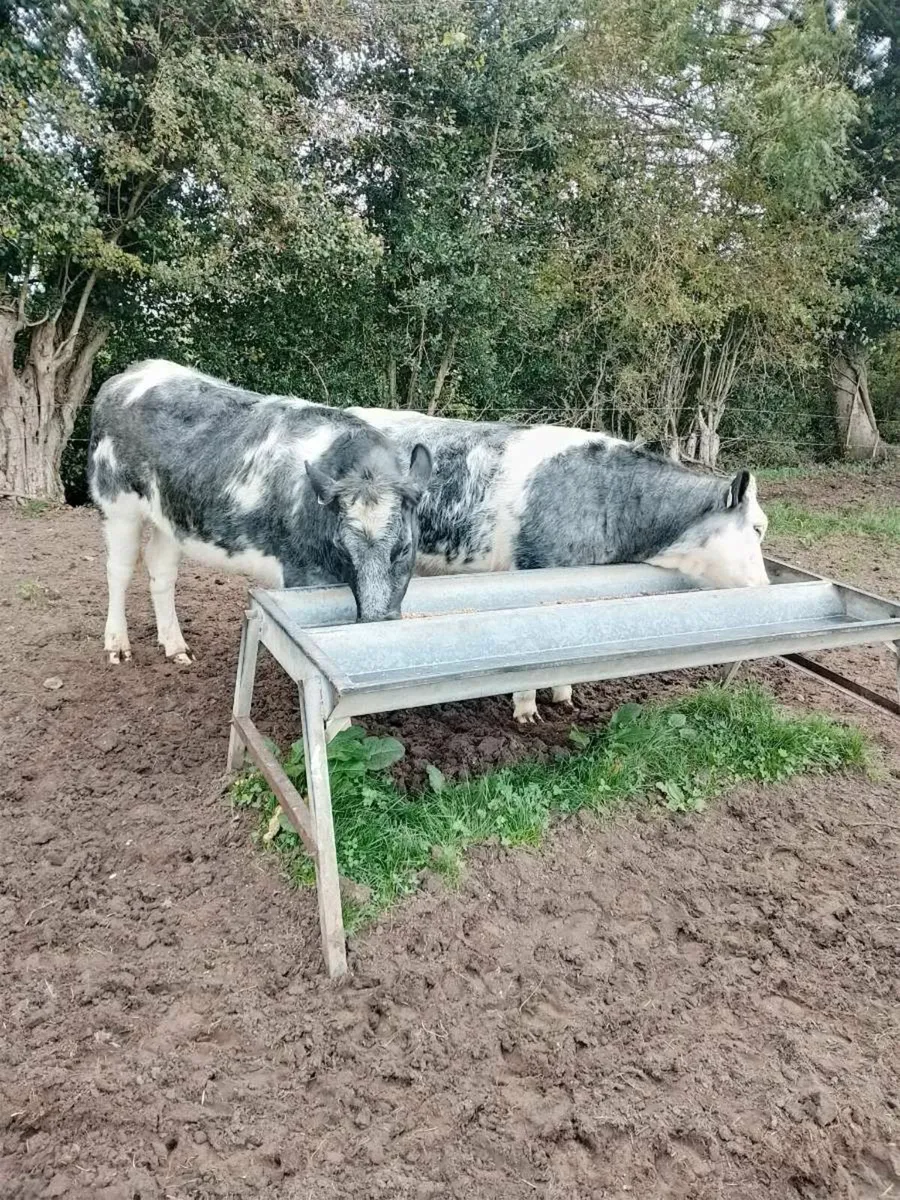 Cattle - Image 1