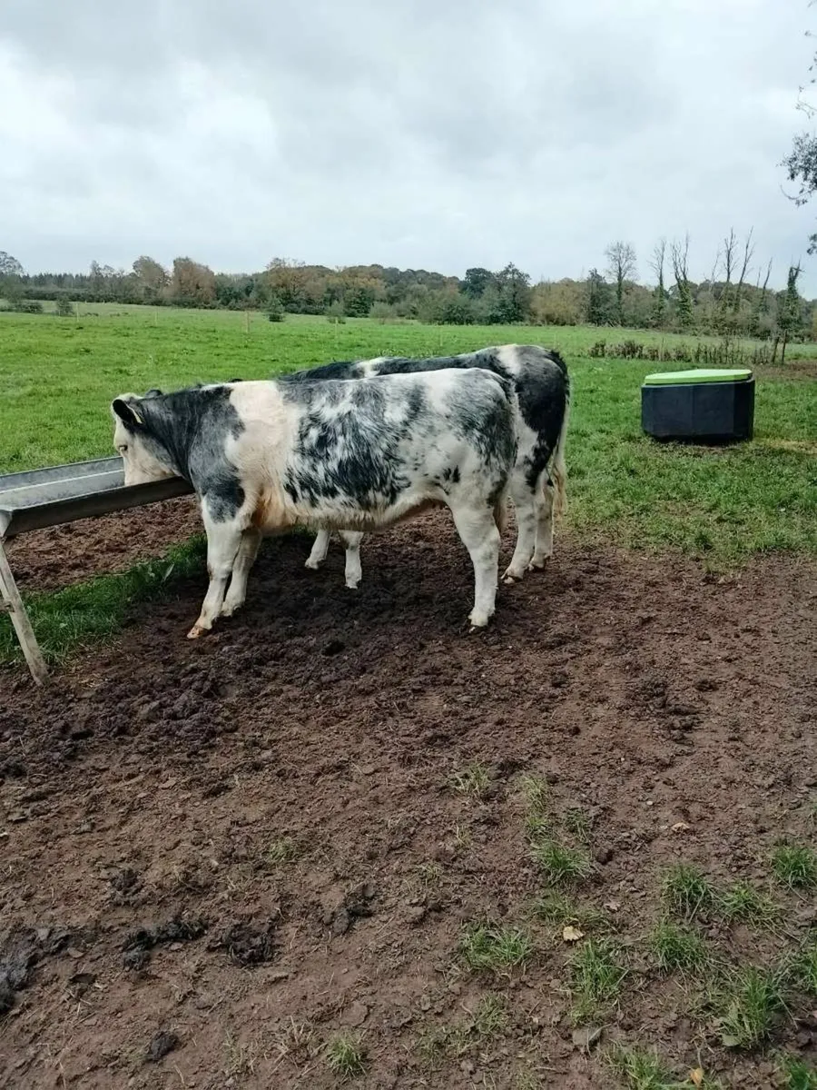 Cattle - Image 2