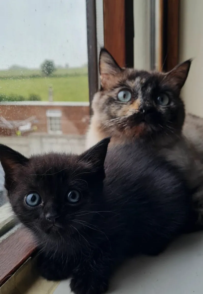 Kittens - Image 2