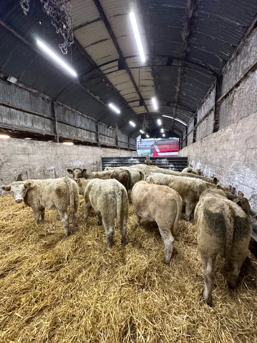 Charolais heifers - Image 3