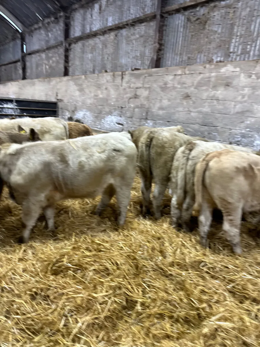 Charolais heifers - Image 1