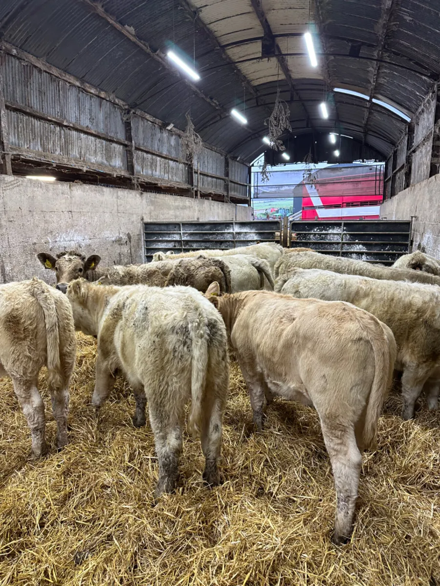 Charolais heifers - Image 4